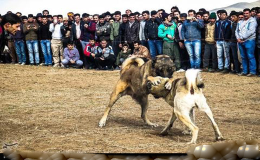 مبارزه خونین سگ&zwnj;ها در زنجان! + تصاویر