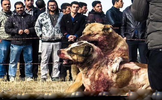 مبارزه خونین سگ&zwnj;ها در زنجان! + تصاویر