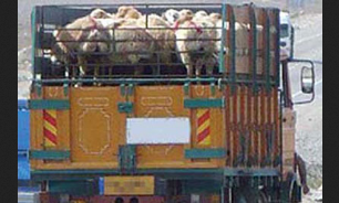 کشف وضبط گوسفندان قاچاق در مهاباد