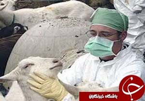 اجرای طرح همیار دامپزشکی در جنوب کرمان