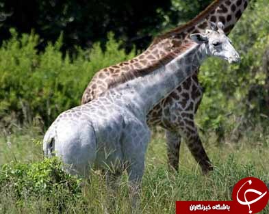 عجیب ترین زرافه های جهان+تصاویر