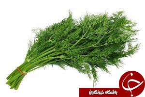 شويد گتوند در راه روسيه