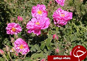 توليد ارگانیک گل محمدی