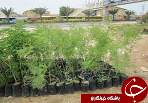 جلوگيری از ورود نهال های بدون مجوز به کرمان