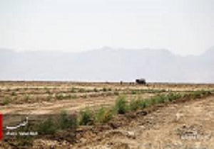 کاشت گونه قره‌داغ در آبیک