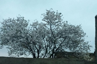 گل دادن درخت وسط زمستان + فیلم