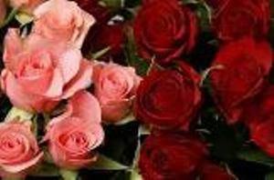 صادرات سالانه بیش از 2 میلیون شاخه گل زینتی از یزد
