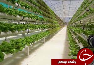 آشنایی گیاه پزشک های رفسنجانی با گلخانه داری در یزد