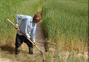 کشت گندم و جو در بیش از 34 هزار هکتار اراضی پارس آباد