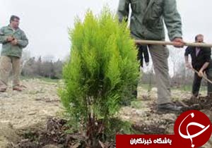 ایجاد قرینطینه برای ورود گیاهان به کرمان