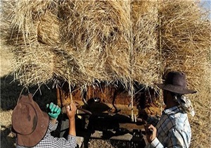 اختصاص 34 هزار هکتار از اراضی پارس‌آباد به کشت گندم و جو