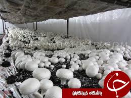 تولید 700 تن قارچ خوراکی از آغاز امسال در زنجان