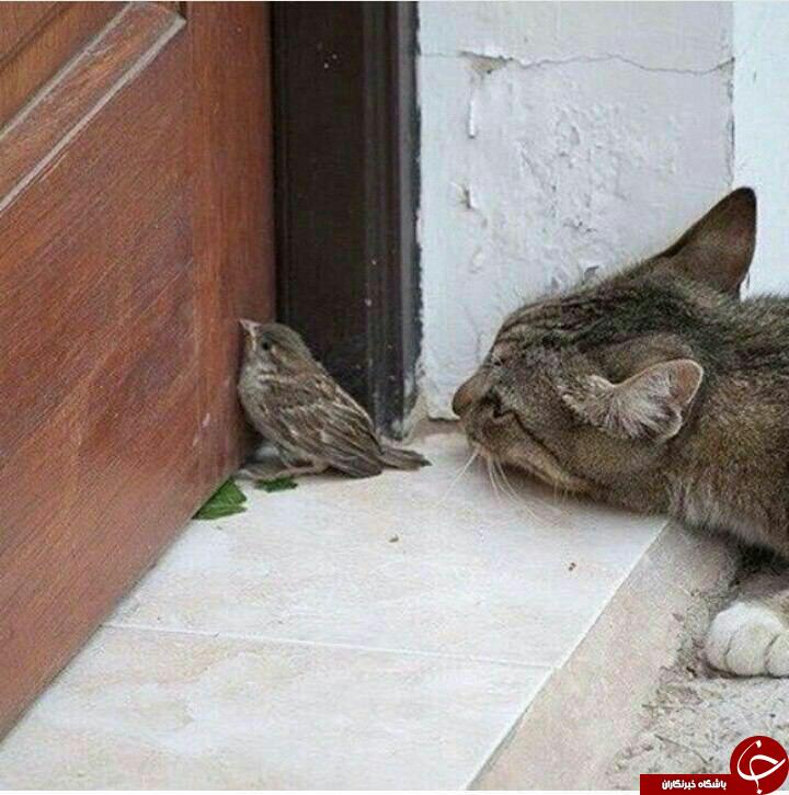 وین رونی و پسر یک روزه اش/رضا صادقی و خانواده اش/رامبد جوان و فروتن/