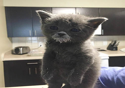 تصاویری دیدنی از حیوانات در حین خوردن غذا + تصاویر