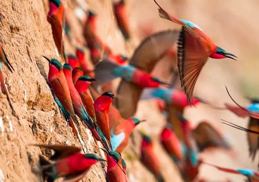 مهاجرت زیبای مرغان زنبورخوار + تصاویر