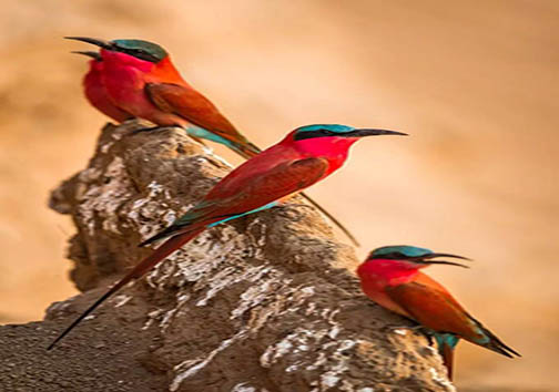 مهاجرت زیبای مرغان زنبورخوار + تصاویر