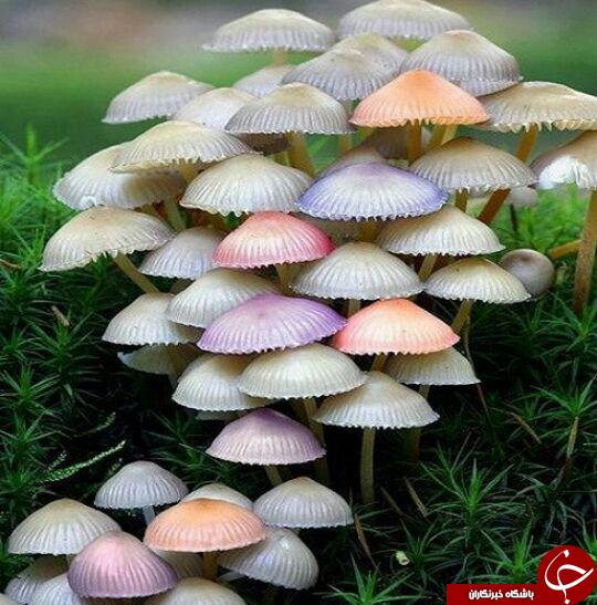قارچ های غول پیکر وعظیم الجثه +عکس