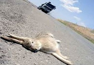 جاده‌های جنوبی لرستان مقتل حیات وحش‌