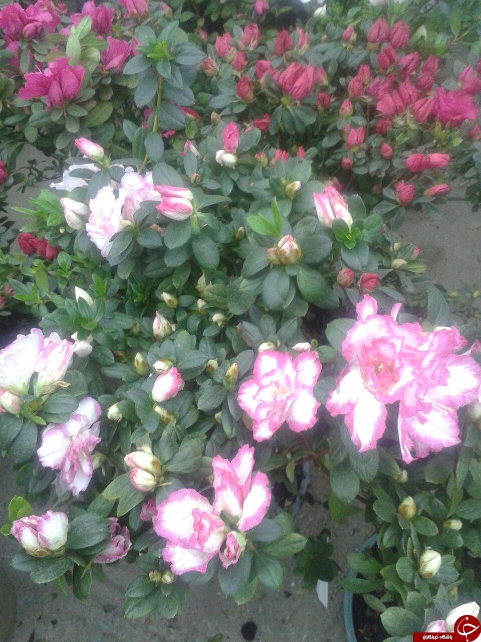 نمایی زیبا از گلهای شهریار+عکس