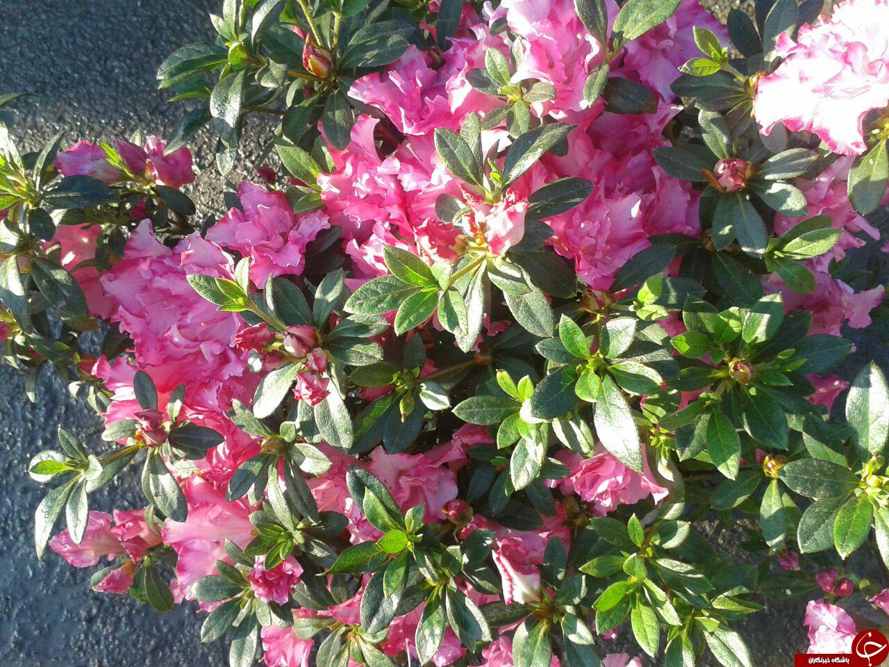 نمایی زیبا از گلهای شهریار+عکس