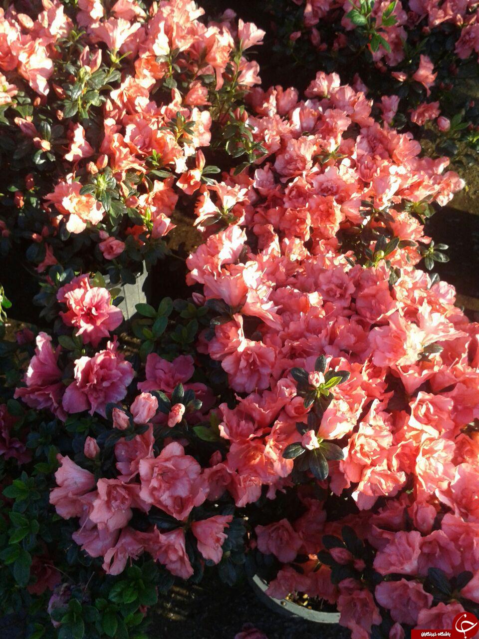 نمایی زیبا از گلهای شهریار+عکس