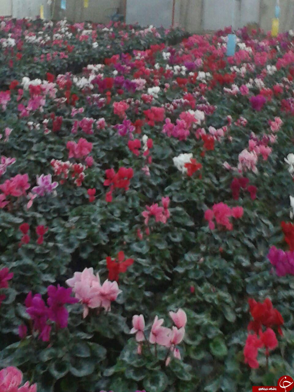 نمایی زیبا از گلهای شهریار+عکس