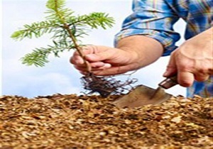 توزیع نهال رایگان در بین شهروندان در روز درختکاری
