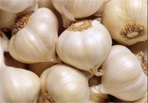 مراقبت بیشتر از شش ها با سیر