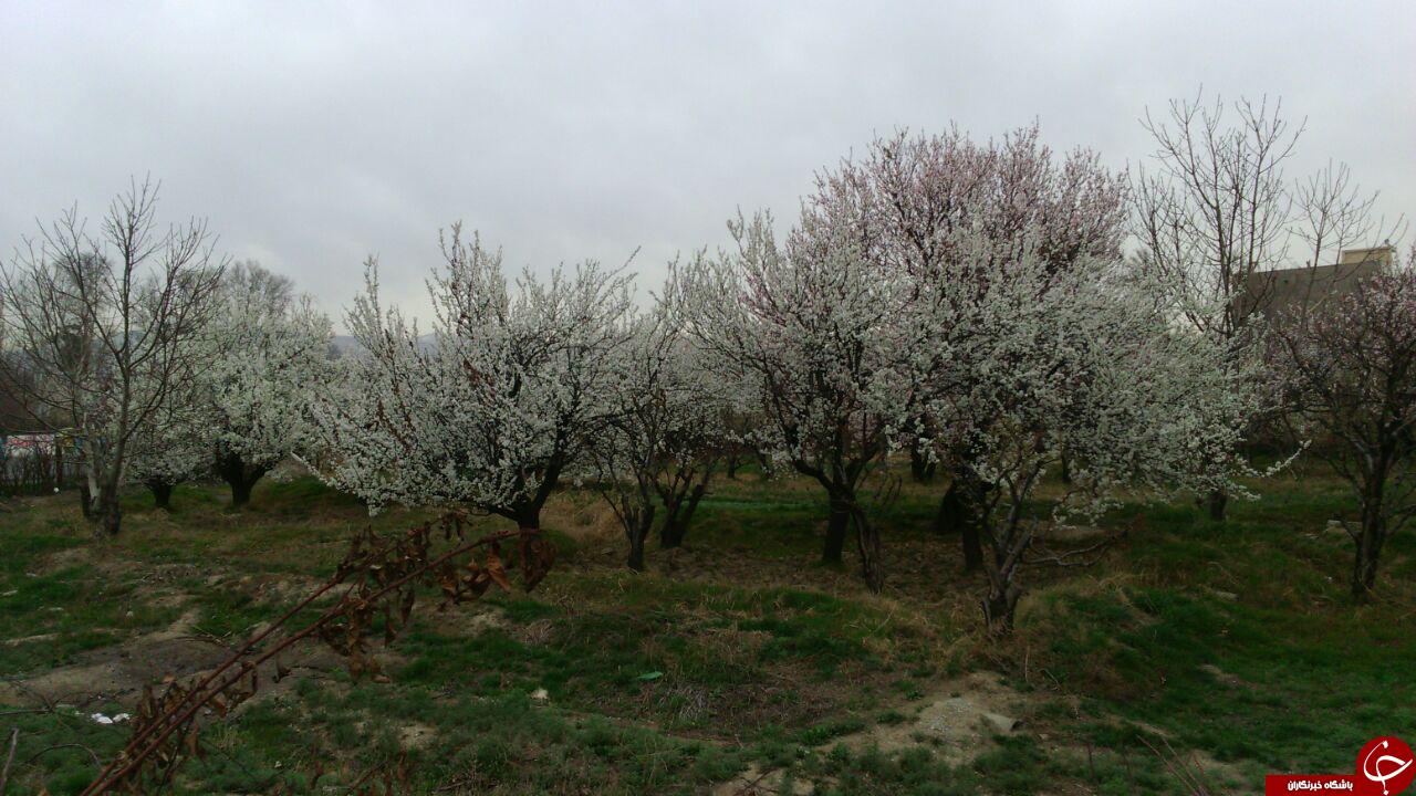شکوفه دادن زیبای درختان + تصاویر