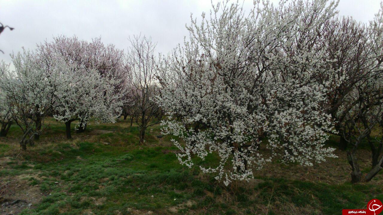 شکوفه دادن زیبای درختان + تصاویر