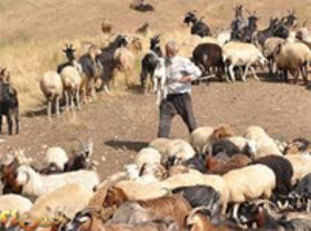 رعایت نکات بهداشتی توسط  دامداران برای جلوگیری از بروز تب برفکی