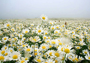 نقش مهم كشت گياهان دارويی در ارتقای شاخص های توسعه