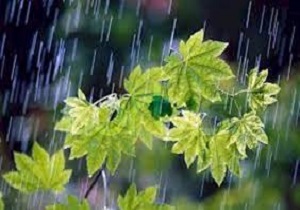 افزایش 30 درصدی بارندگی ها دراستان کردستان