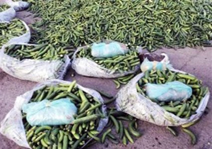 کشف یک محموله تریاک در بار خیار