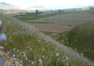 طبیعت زیبای روستای مال محمود + فیلم