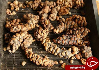 چندش آورترین غذاهای دنیا+تصاویر
