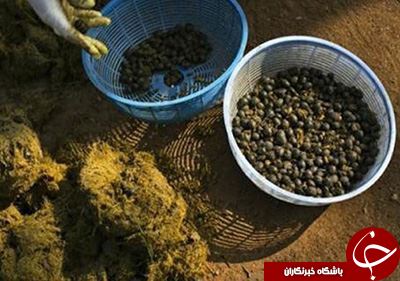 چندش آورترین غذاهای دنیا+تصاویر