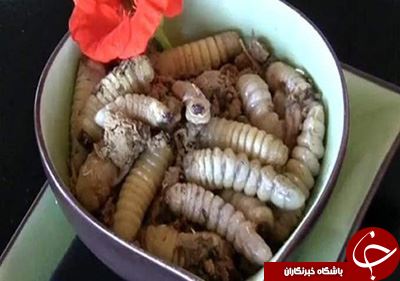 چندش آورترین غذاهای دنیا+تصاویر