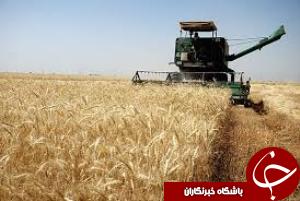 پرداخت خسارت بيمه نخيلات و شلتوك در شادگان آغاز شد