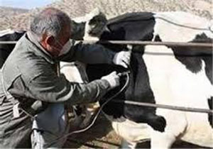 واکسیناسیون 98 هزار دام در چناران