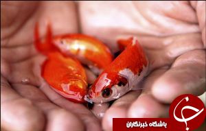 ماهی قرمز در دزفول