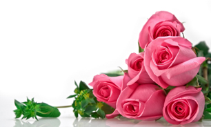 بهره برداری از گلخانه گل رز در اصفهان