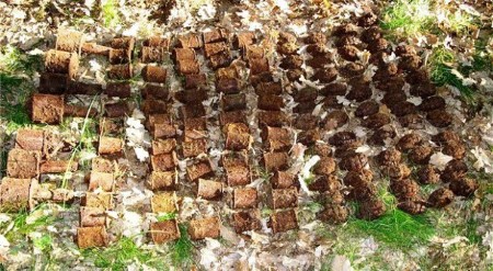 عجایبی که در حیاط خانه&zwnj;ها پیدا شده&zwnj;اند+تصاویر