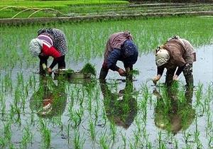 تولید بیش از 7 هزار تن برنج در استان اردبیل