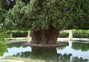 ثبت ملی هشت درخت زبان گنجشک کهنسال روستای زاویه در فهرست آثارملی