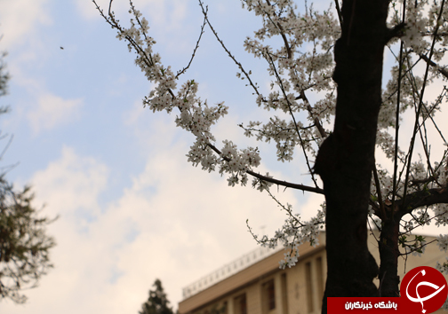 شیراز به استقبال بهار می رود