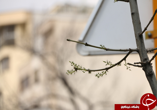 شیراز به استقبال بهار می رود