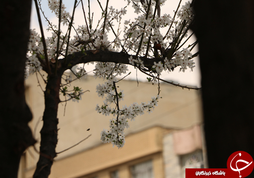 شیراز به استقبال بهار می رود