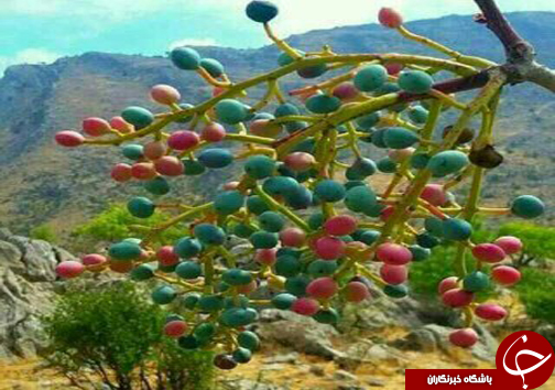 شیراز به استقبال بهار می رود