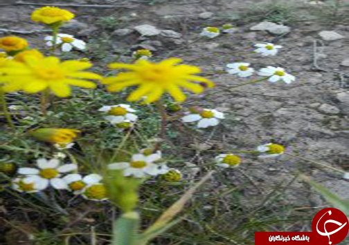شیراز به استقبال بهار می رود